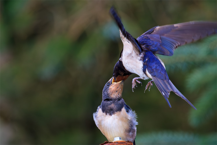 Swallow chich being fed